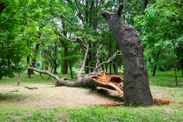 Best Tree Risk Assessment  in Rogers, TX