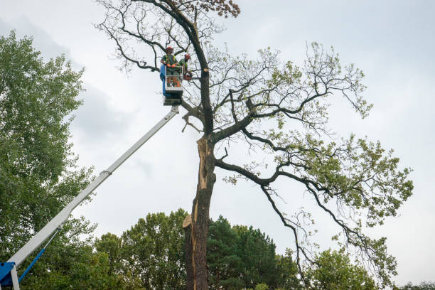 Best Hedge Trimming  in Rogers, TX